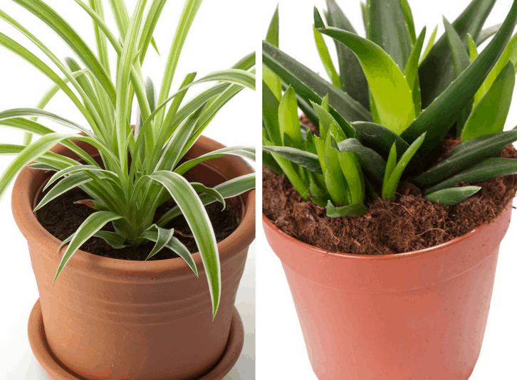 5 Air Purifying Plants You Need In Your Home