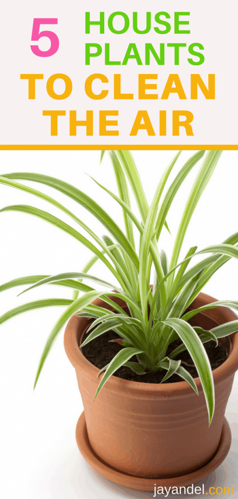 5 houseplants for cleaner air inside the home