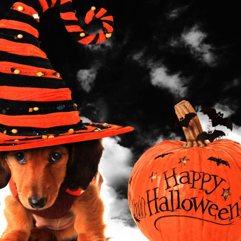 Insanely Awesome Halloween Costumes For Dogs