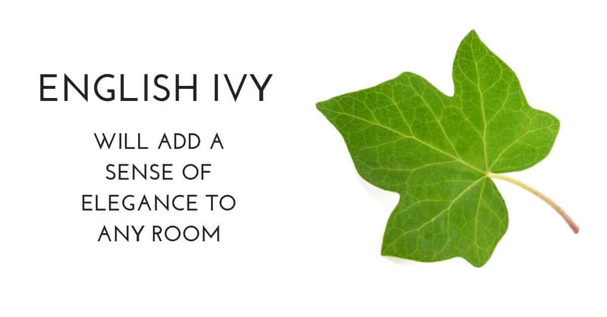 english ivy