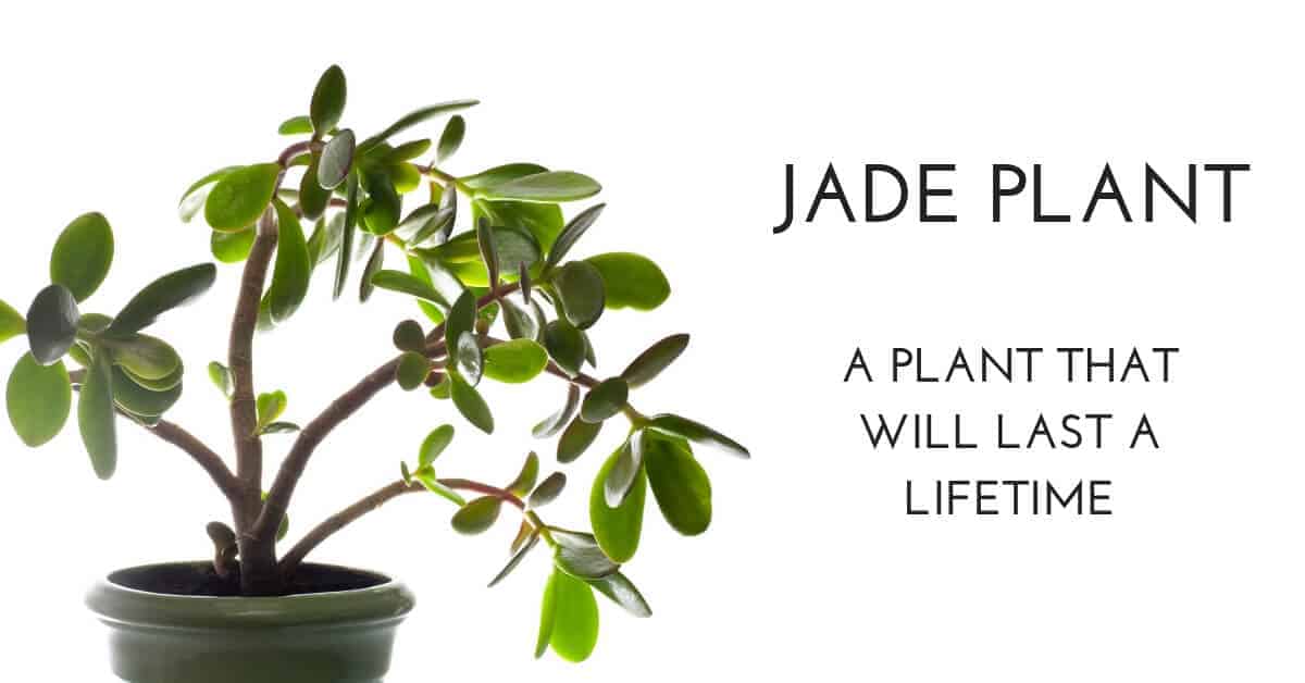 jade plant