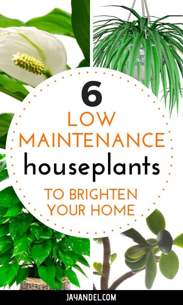 low maintenance houseplants to brighten your home