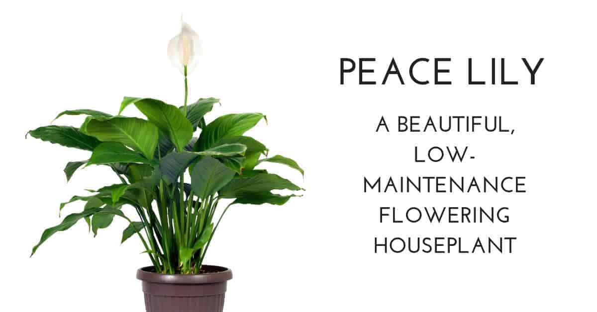 peace lily flowering houseplant