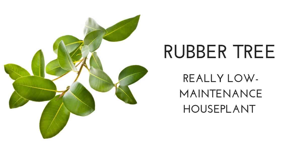 rubber tree