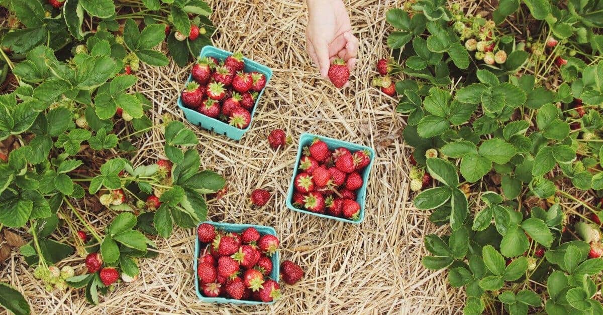 The Complete Guide To Growing Strawberries in Containers