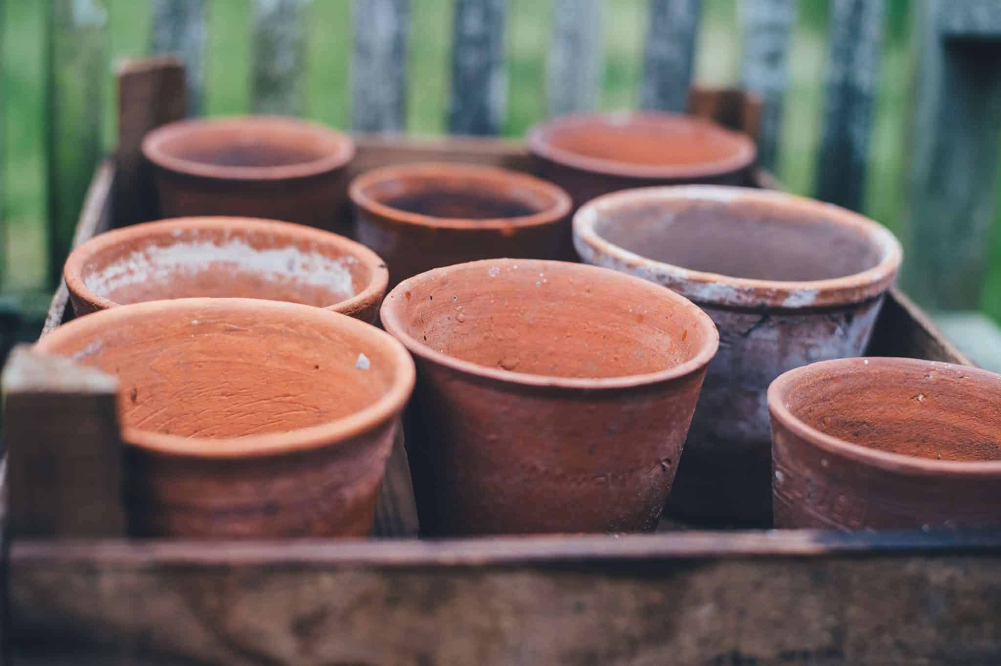 growing strawberries in containers