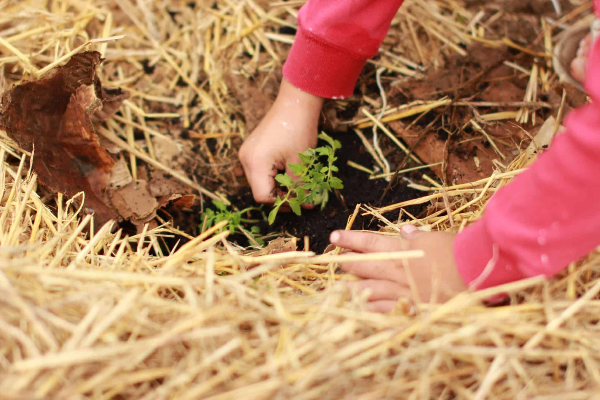 strawberry planting