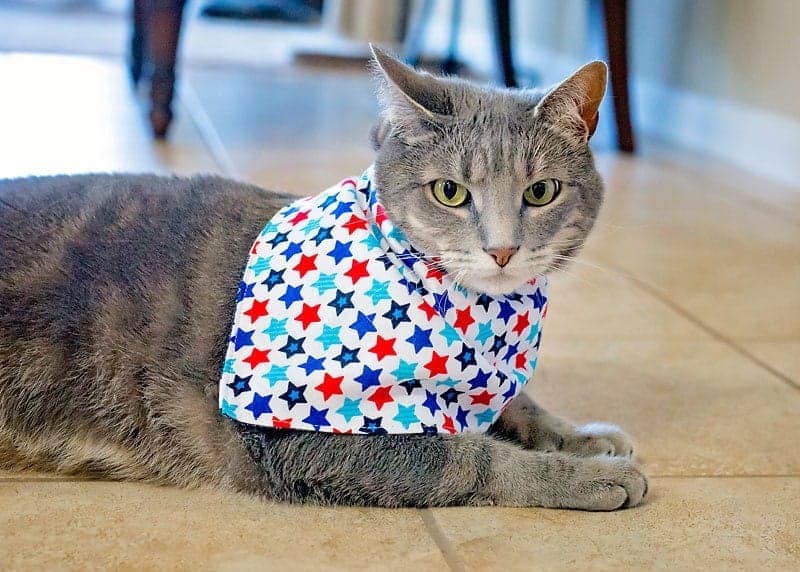 diy cat kerchief to make and sell