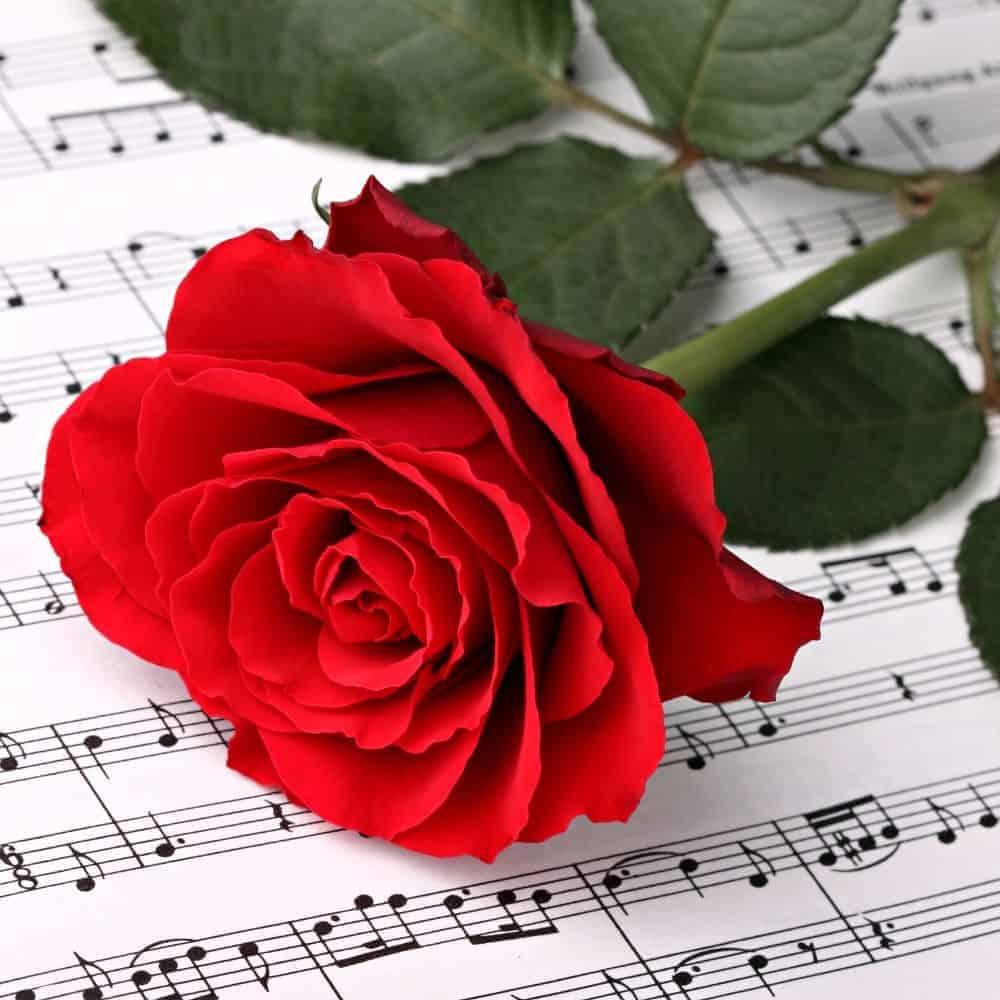 Red rose laid on top of a music manuscript.