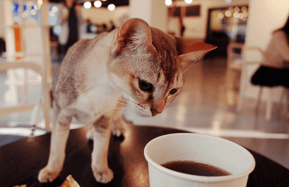 Cat and coffee at cat café