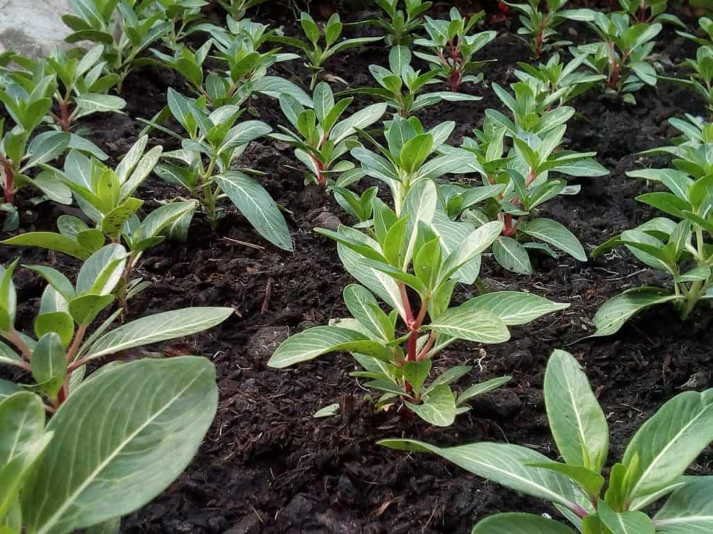 Young tree saplings