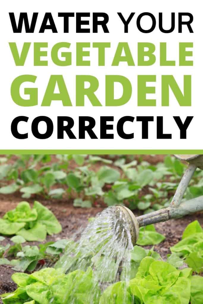 How to Water Your Vegetable Garden Correctly A Crazy Family
