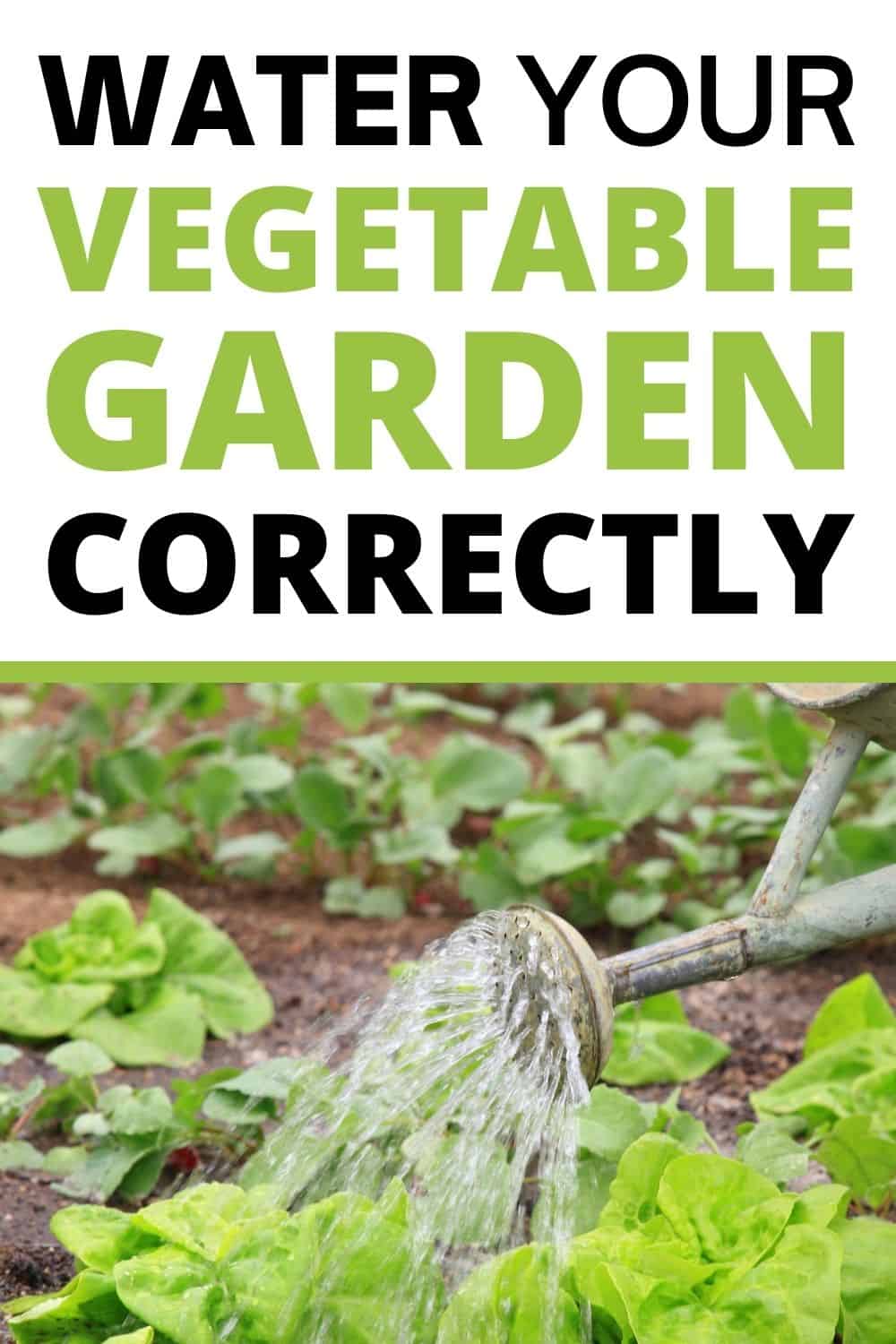 How to Water Your Vegetable Garden Correctly A Crazy Family