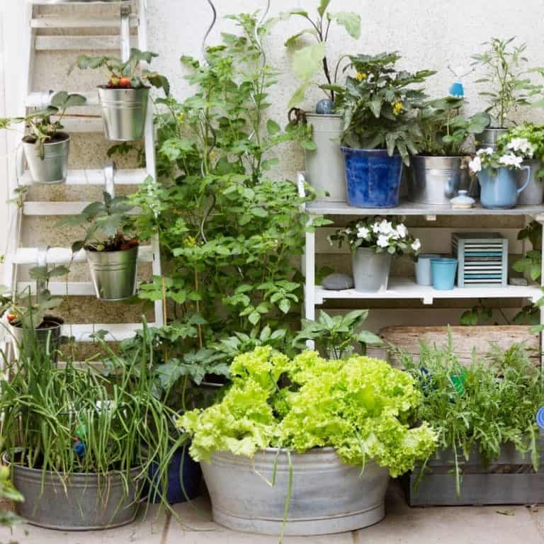 How to Create a Patio Vegetable Garden