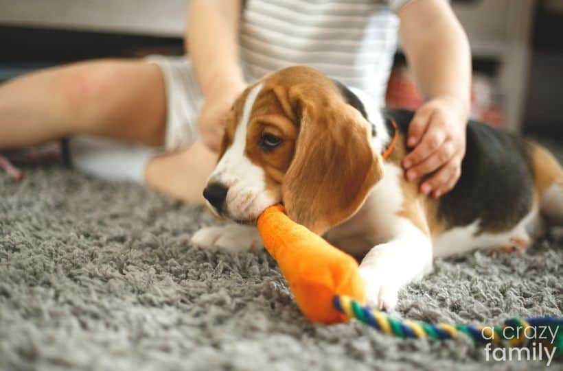 beagle puppy and child