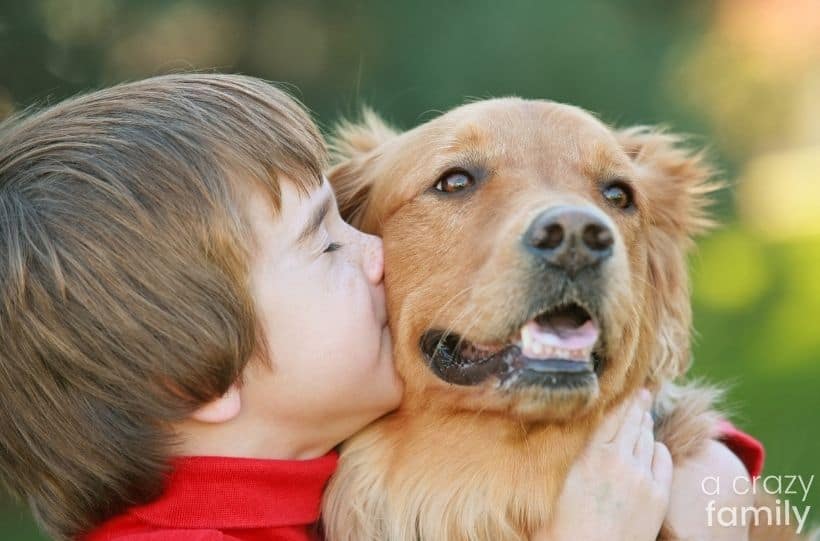 boy kissing golden retriever