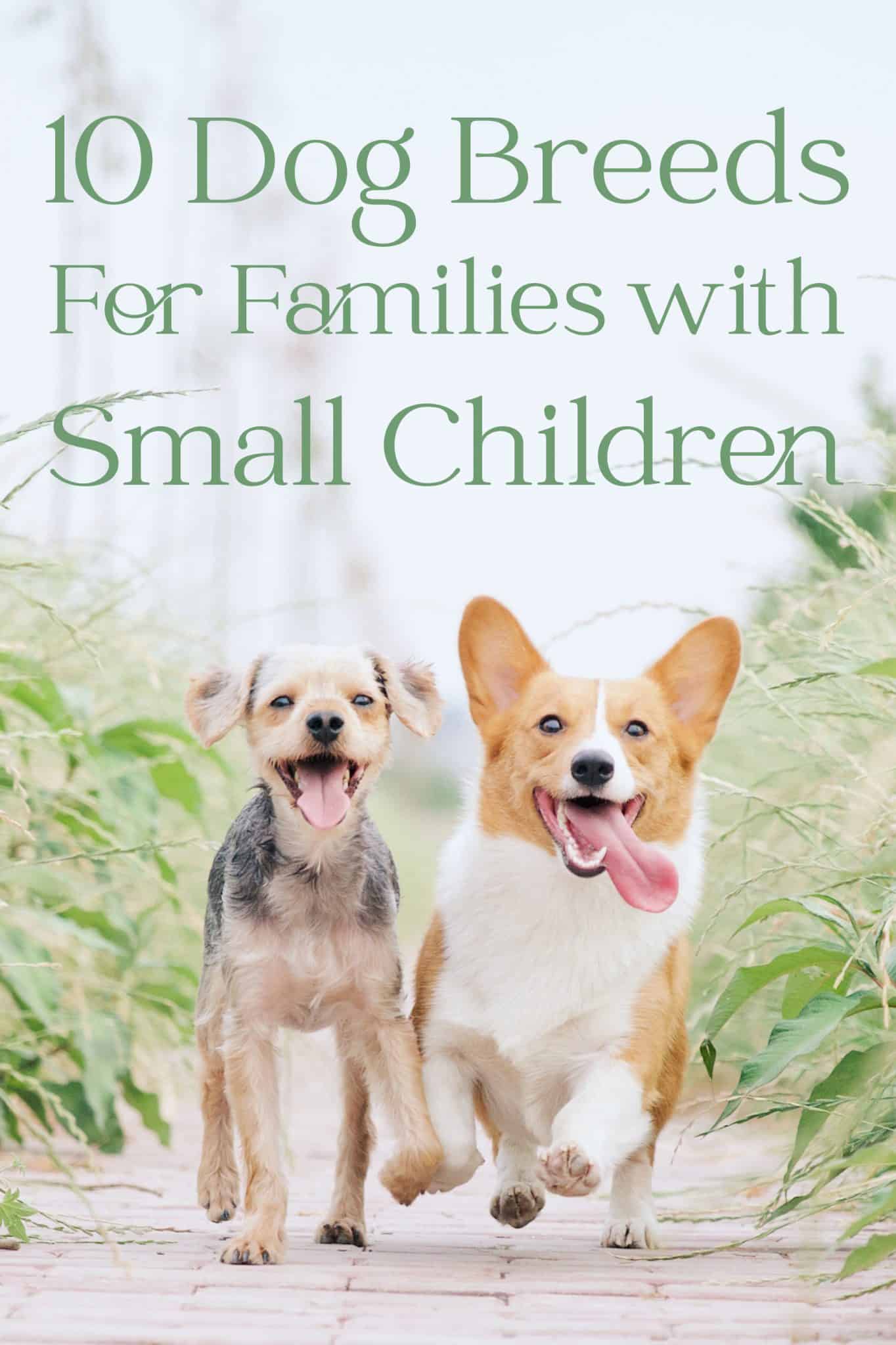 10 Dog Breeds for Families with Small Children A Crazy Family