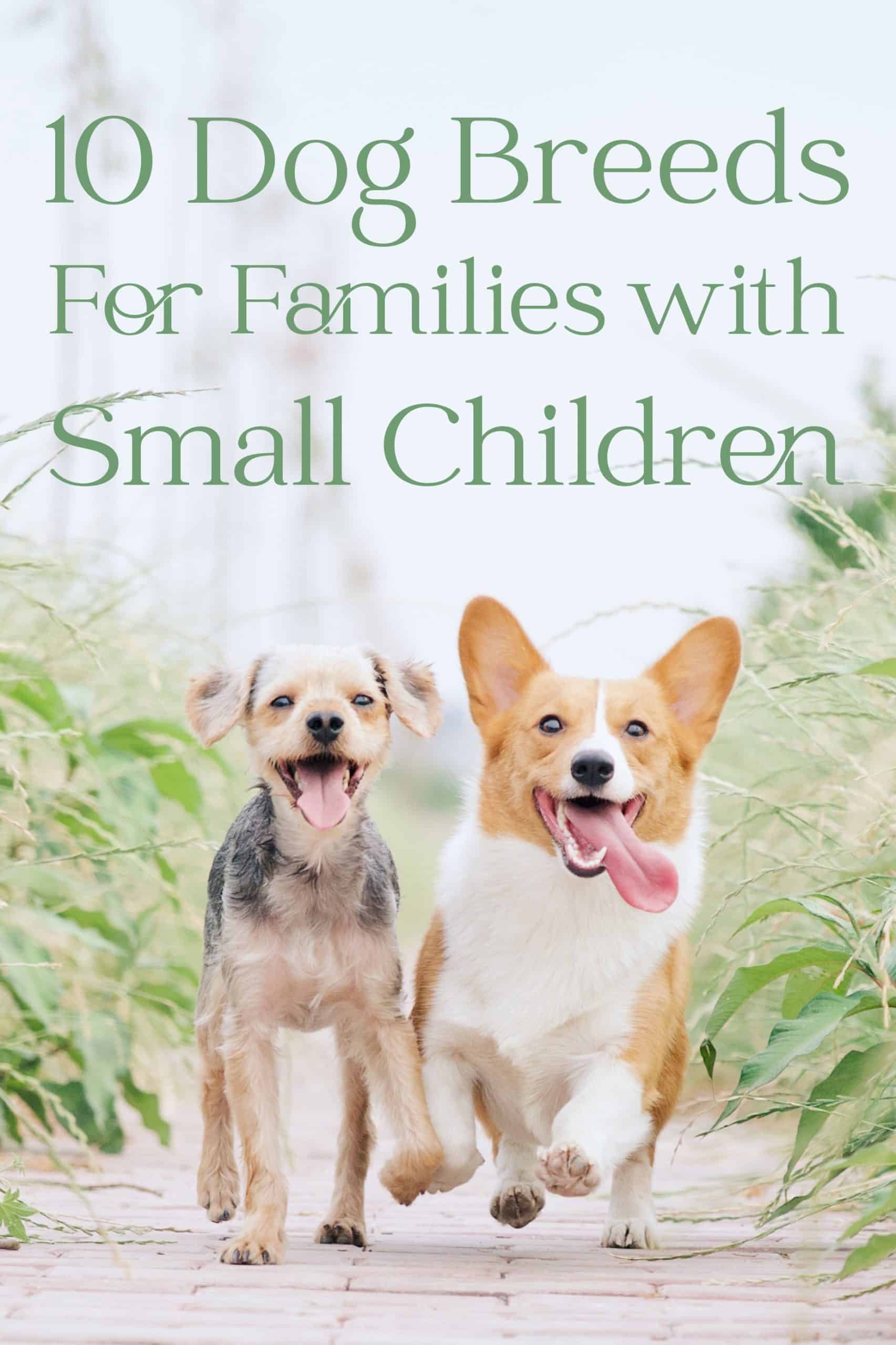 dogs with small children