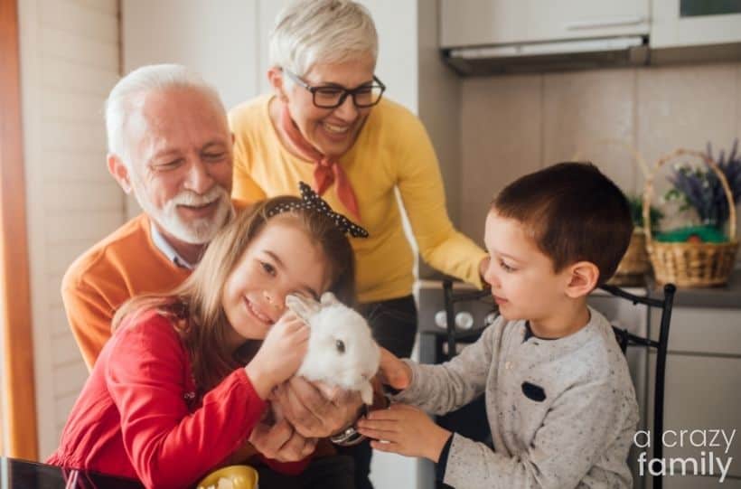 family pet rabbit