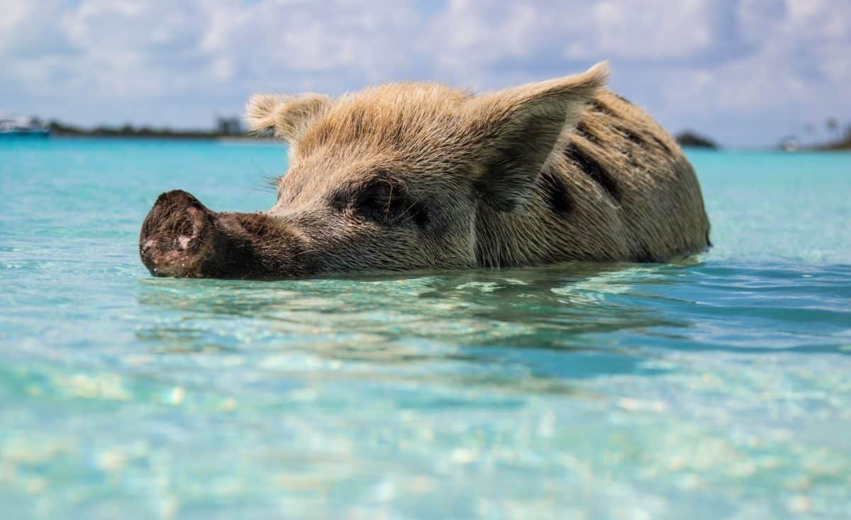 Pig swimming pig island