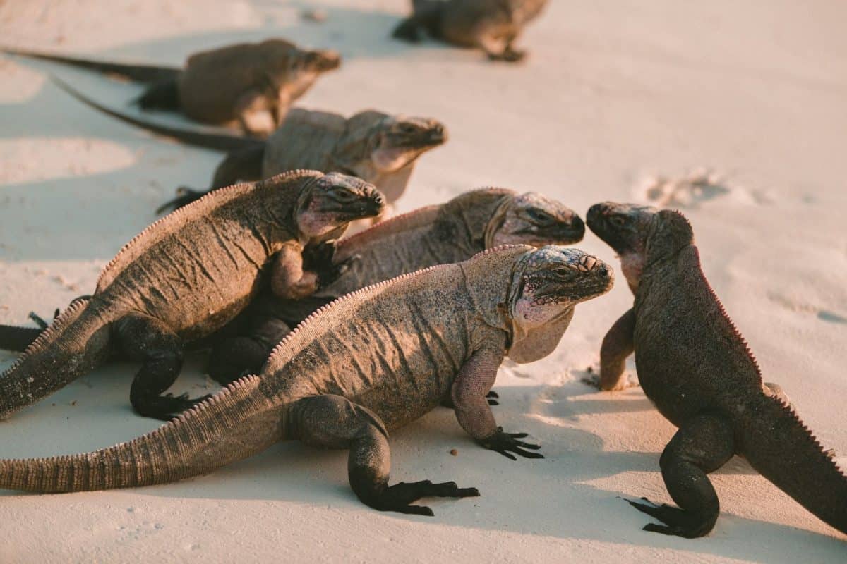 bahamas iguanas