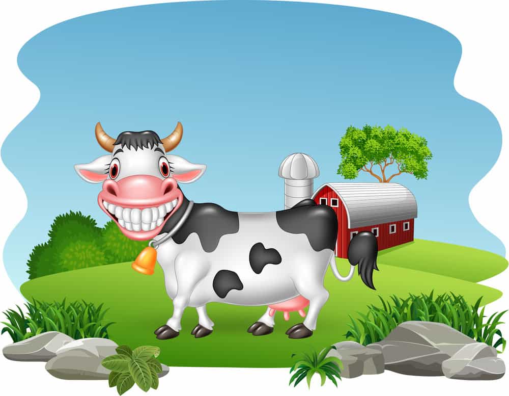 cow laughing