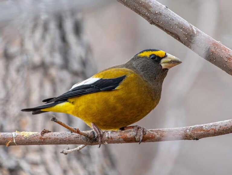 Depositphotos_632620772_S