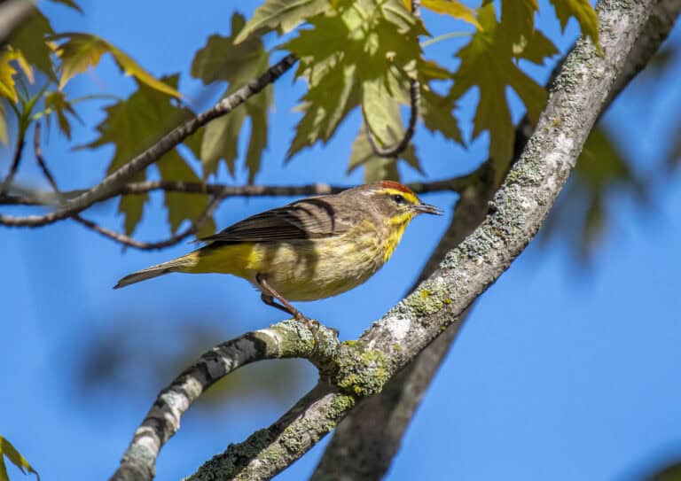 Best Spring Bird Watching Spots Across the US - A Crazy Family