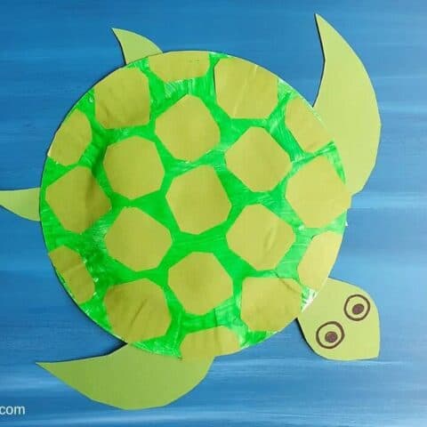 paper plate turtle FI.webpfit12002c700ampssl1
