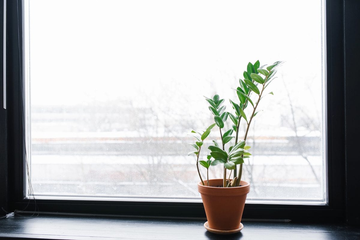 home potted flower zamiokulkas window Depositphotos_513845784_L