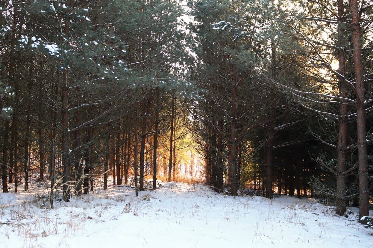 Golden Sunset Light Through Snow Covered Winter Forest Pine Trees